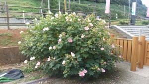 DCIM0207