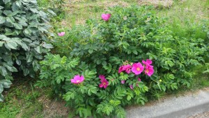 image_4